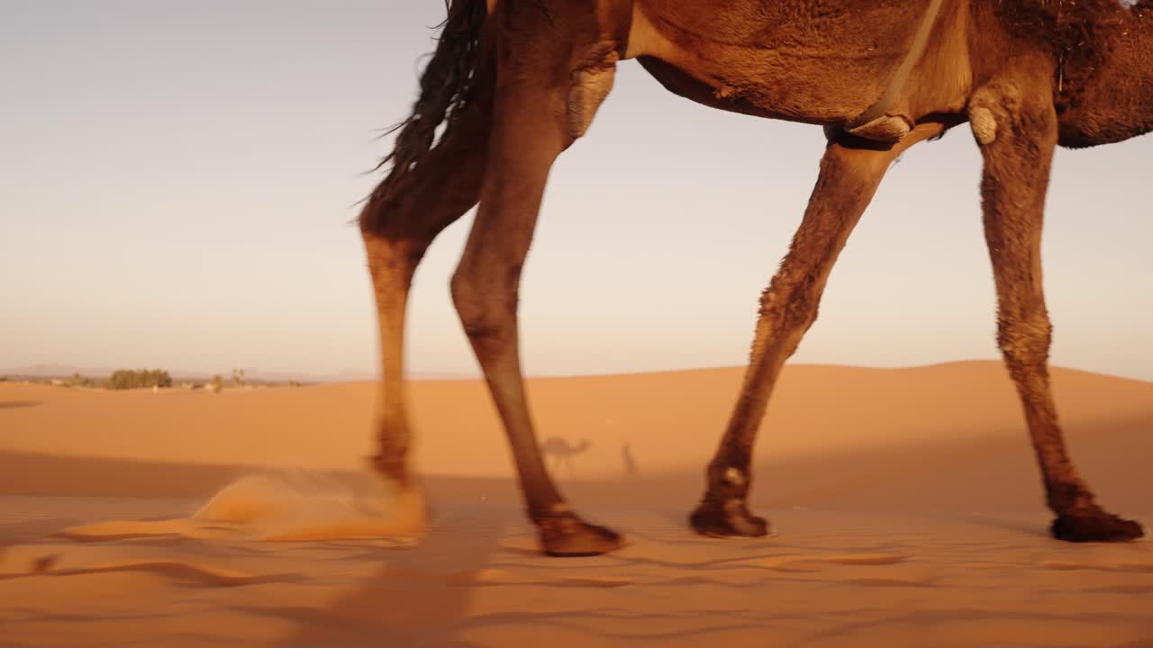 close-up of camel legs walking through Sahara dunes, capturing motion and desert travel