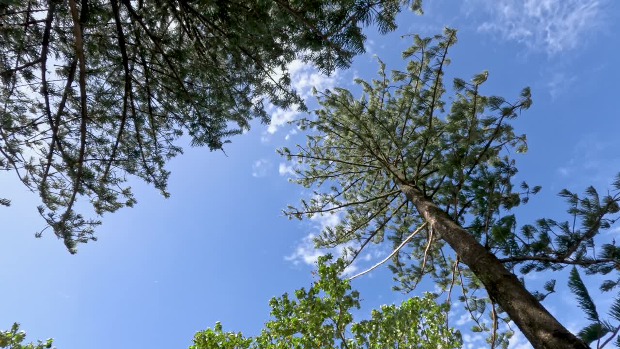 파란 하늘 아래의 숲에서 높은 소나무를 보고