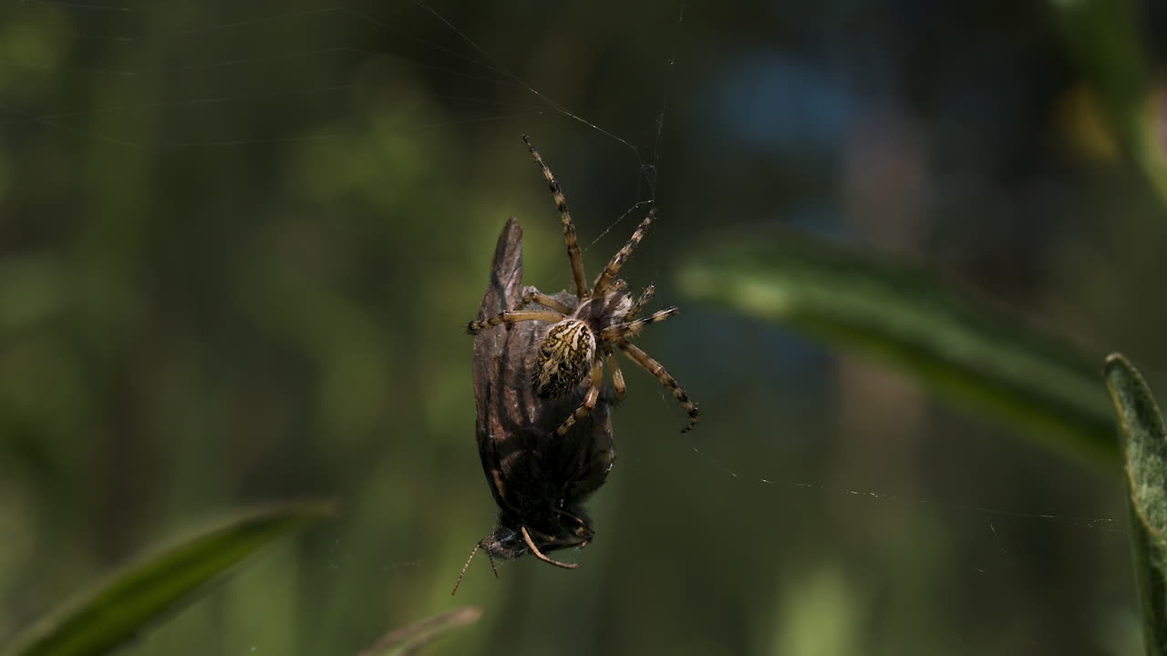 araña con presa en la red