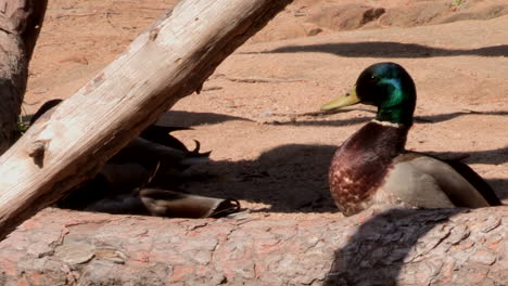 Patos-Mallard-Descansando-A-La-Sombra-De-Un-Tronco-En-Un-Día-Soleado