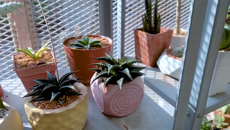 cacti displayed in pottery at a greenhouse