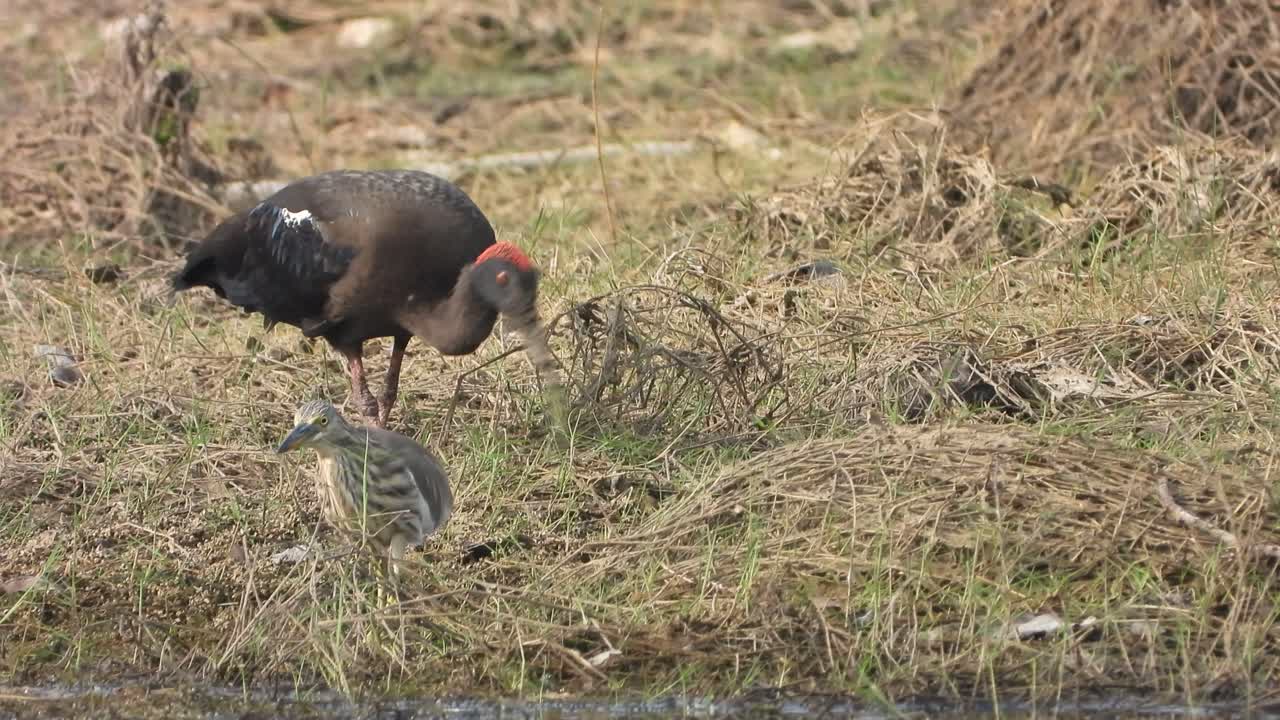 Ibis dal collo rosso e grande airone bianco