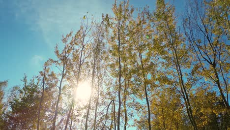 aerial forest in amazing autumn shades with road hiding under treetops