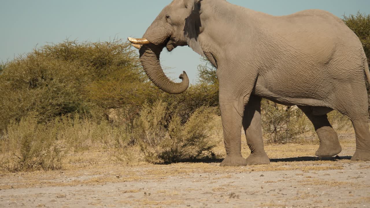 큰 소리에 깜짝 놀란 아프리카 코끼리 황소의 극적인 슬로우 모션 샷