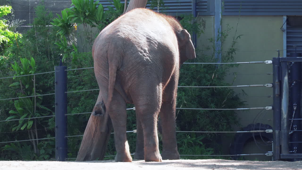 꼬리를 흔드는 성인 코끼리의 뒷모습