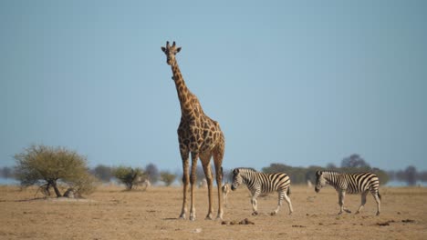 Walking-Zebra-behind-standing-Giraffe,-hot-mirage-landscape