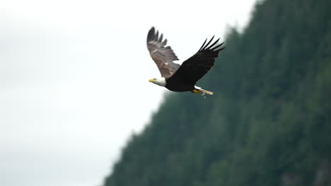 Adler-Fängt-Fische-Und-Füttert-In-British-Columbia,-Kanada