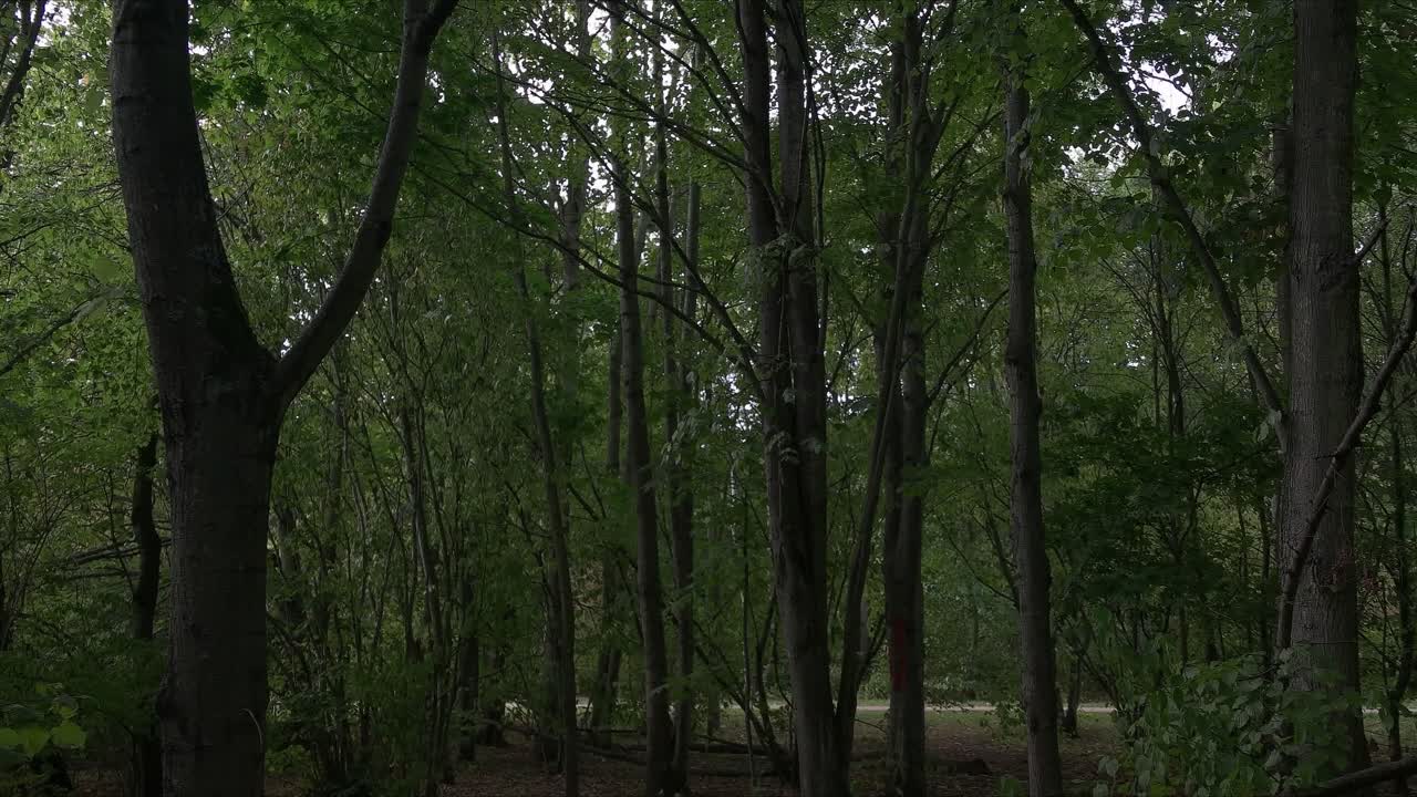 hermoso bosque verdoso oscuro en malmö suecia