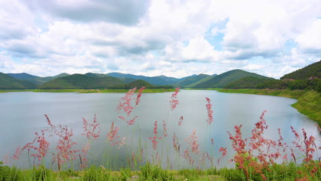 fresh wind blowing grass flowers on the lake valley with clouds sky