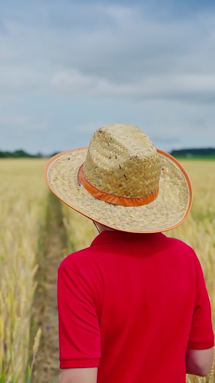 Child in wheat field. Rear view of child walking on wheat golden field. Vertical video