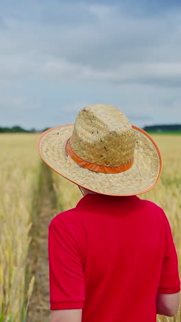 child in wheat field. rear view of child walking on wheat golden field. vertical video