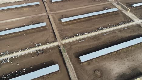 cows gather in the shade of the feeding sheds near the milking parlor of an american dairy