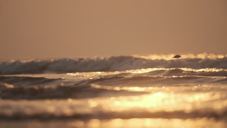 Small-Plover-bird-flying-over-waves-at-sunset-in-slow-motion