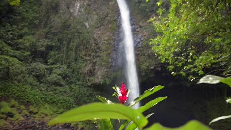 la fortuna waterfall in costa rica in the background with beautiful flower in foreground, slow motion