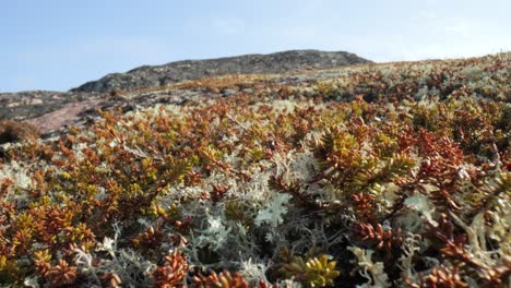 Arctic-Tundra-lichen-moss-close-up.-Found-primarily-in-areas-of-Arctic-Tundra,-alpine-tundra,-it-is-extremely-cold-hardy.-Cladonia-rangiferina,-also-known-as-reindeer-cup-lichen.