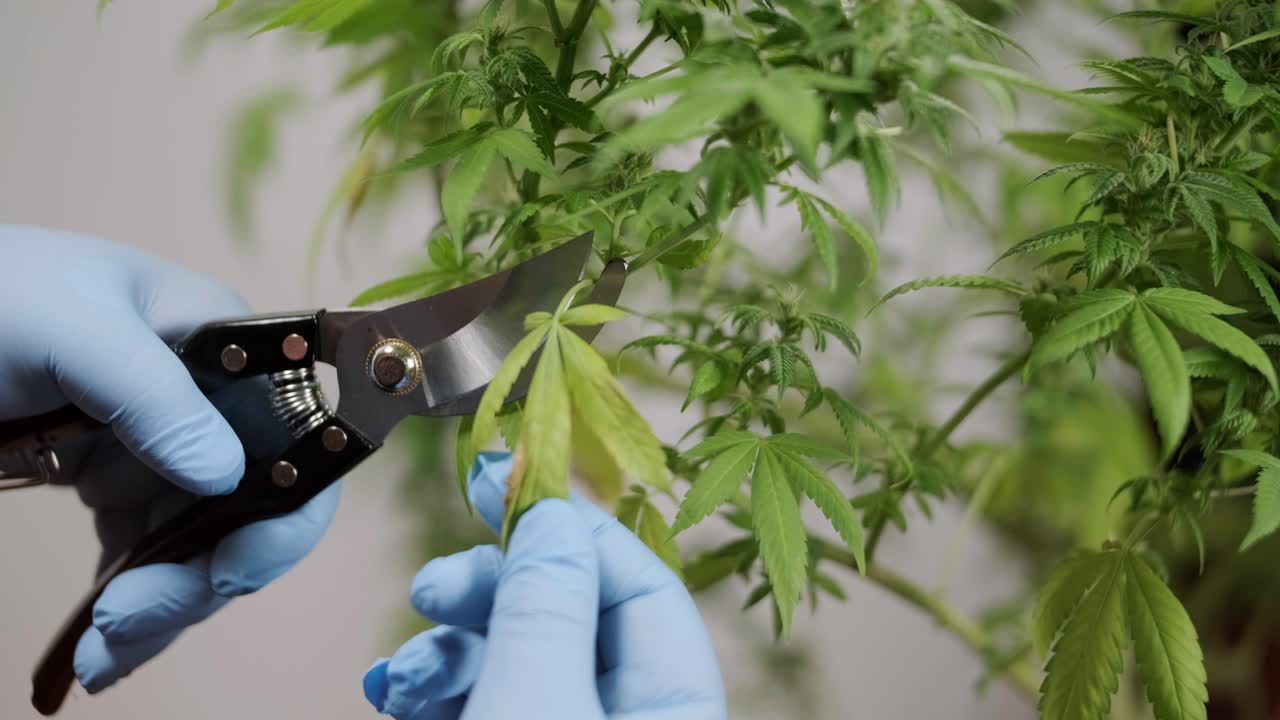 la floración del cannabis, el cultivo orgánico de cannabis para uso médico en el campo de la marihuana.