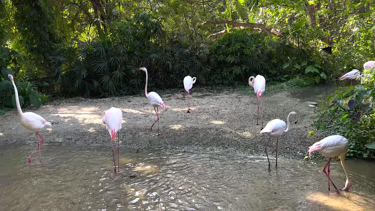 동물원 에서 물 을 헤엄치는 플라밍고