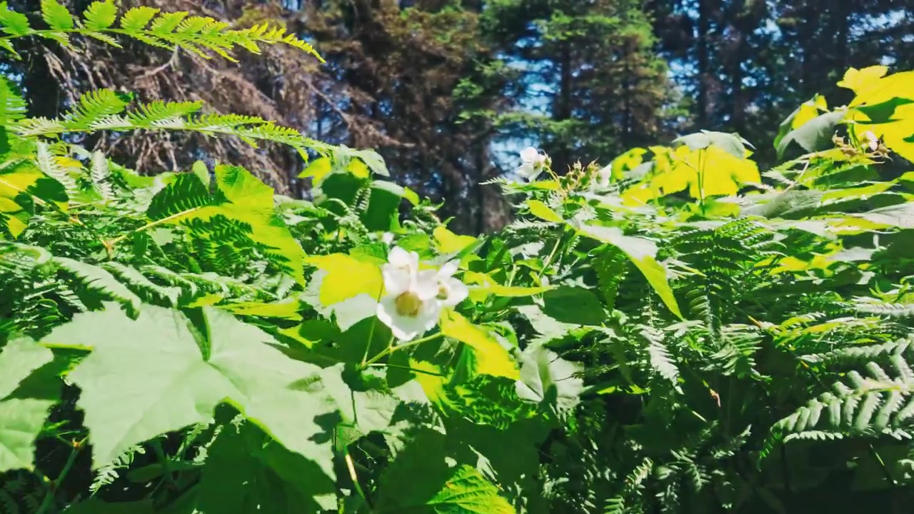 Un'inquadratura in soggettiva mentre si cammina tra la vegetazione fitta e il fogliame durante un'esplorazione nella natura selvaggia