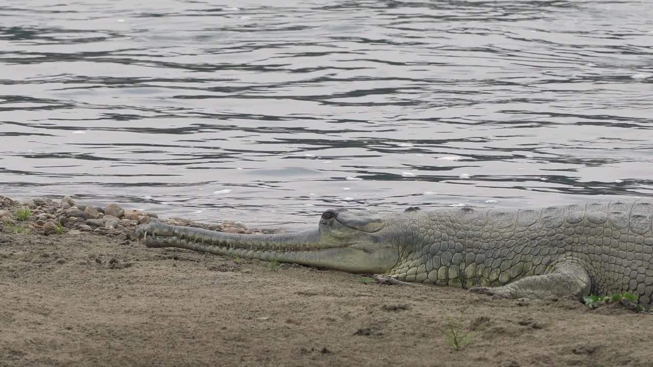 un cocodrilo gavial tirado en la orilla de un río durante el día