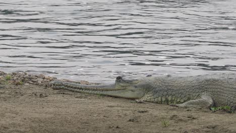 a gharial crocodile lying on the bank of a river in the daytime