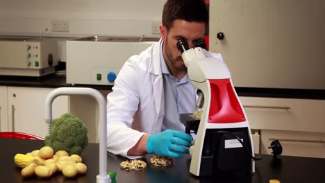 Scientist-looking-through-microscope-at-petri-dish