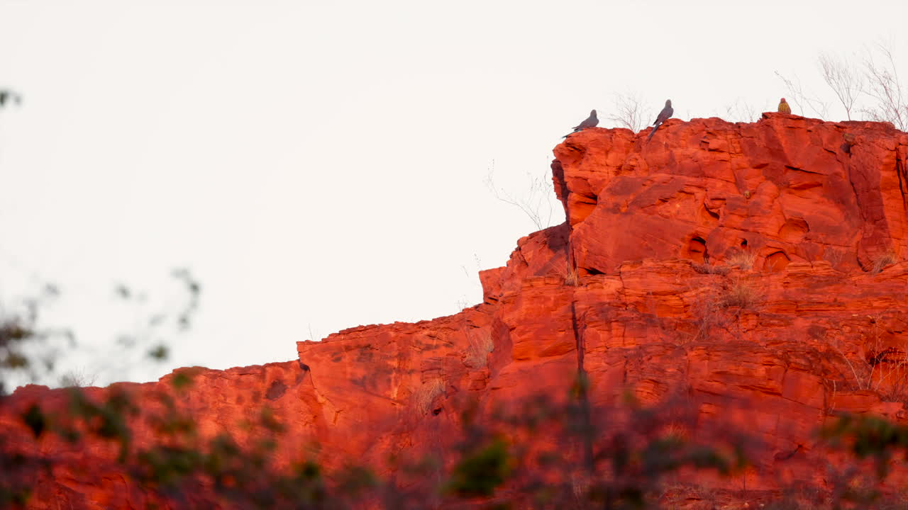 리어의 인디고 아카우 무새는 모래암에서 번식하는 절벽에서 열대 바야 브라질