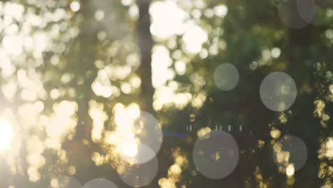 Animation-of-light-spots-over-trees-in-forest