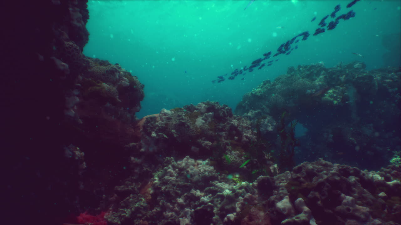 Escena de arrecife de coral submarino