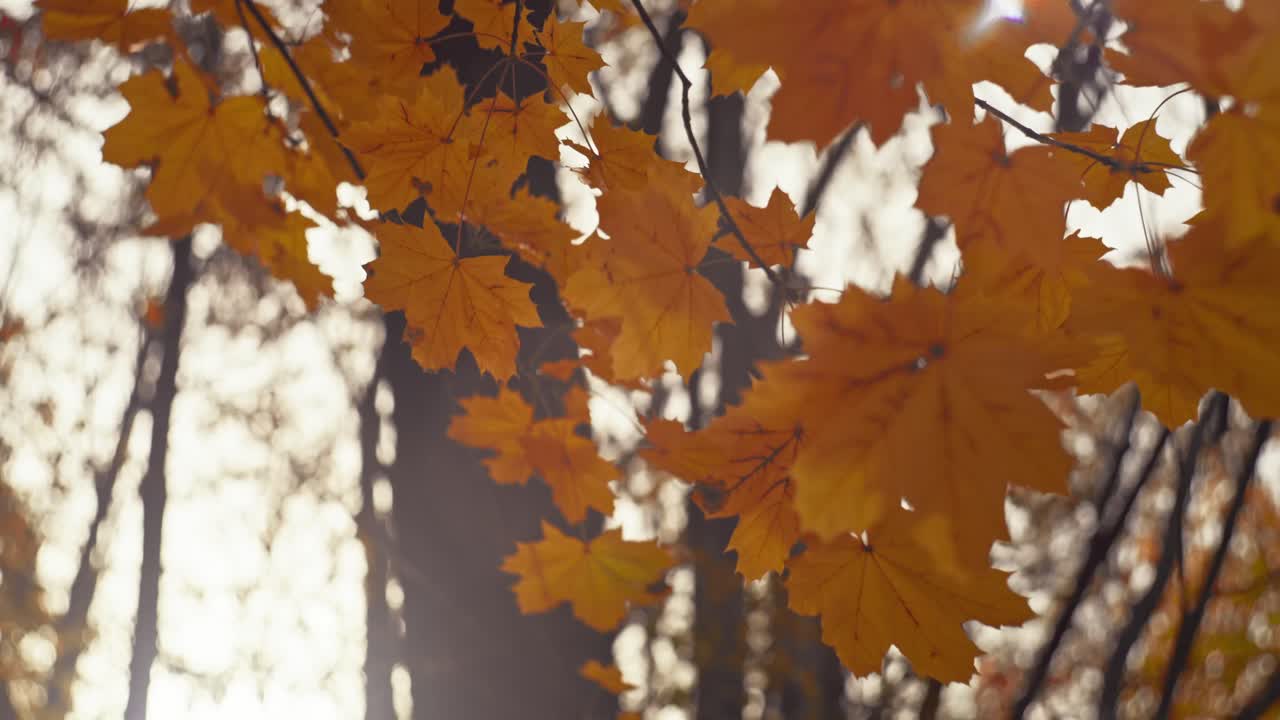 Beautiful orange fall leaves in a forest of trees at sunrise on an Autumn day