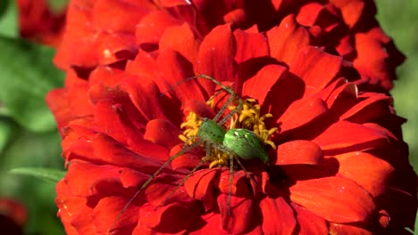 Laub-Blume-Spinne-Wartet-Im-Hinterhalt-Auf-Eine-Blume