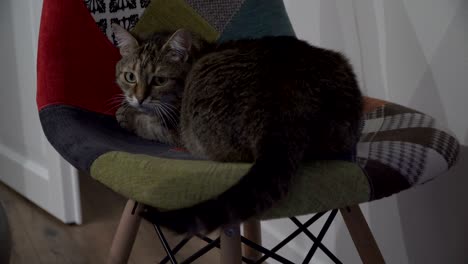 silla. el gato se sienta en una silla