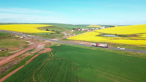 canola or rape seed is grown for oil