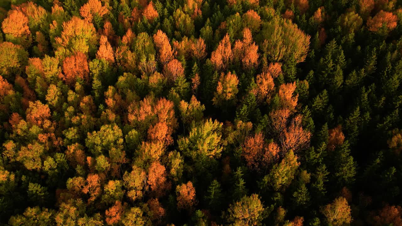 una hermosa vista aérea del denso terreno arbolado con colorido follaje otoñal, hojas naranjas y rojas