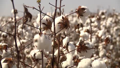 static close-up of a cotton field in broad daylight