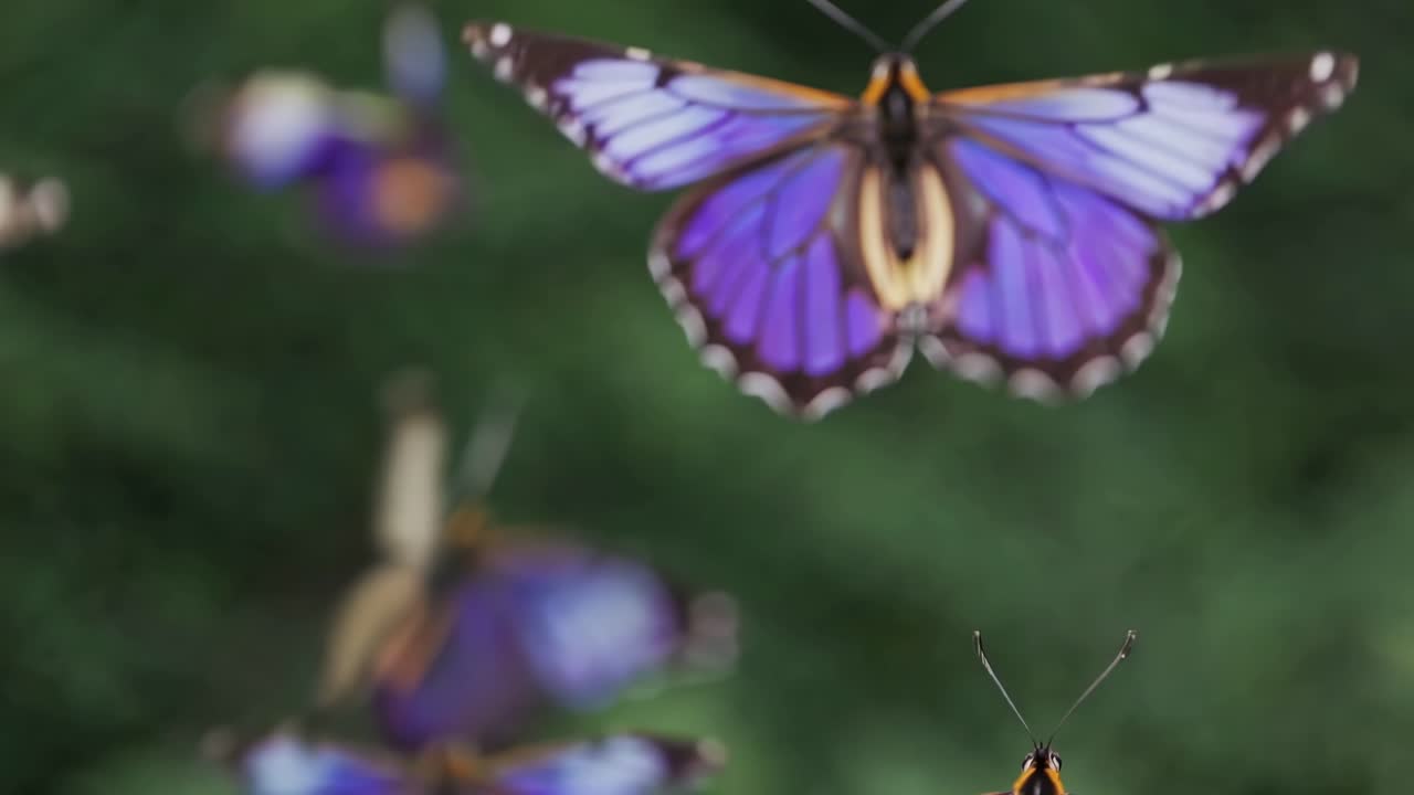 Farfalle blu vivaci che volano con grazia al rallentatore