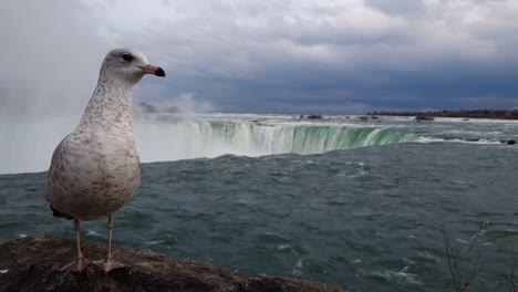 seagull with raging forceful water currents of niagara falls in background