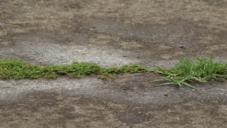 Regen-Fällt-Auf-Steinweg-Mit-Unkraut,-Das-Durch-Risse-Wächst,-Nahaufnahme-Australien-Victoria-Gippsland-Maffra