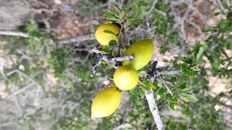 ramas de árboles de argán con nueces maduras y hojas verdes-5