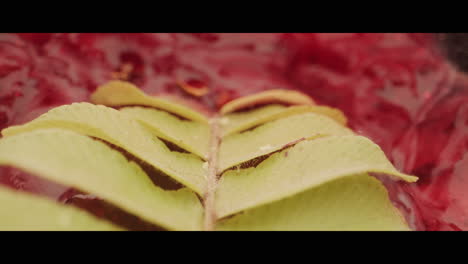 close-up of a leaf on a bed of red jelly