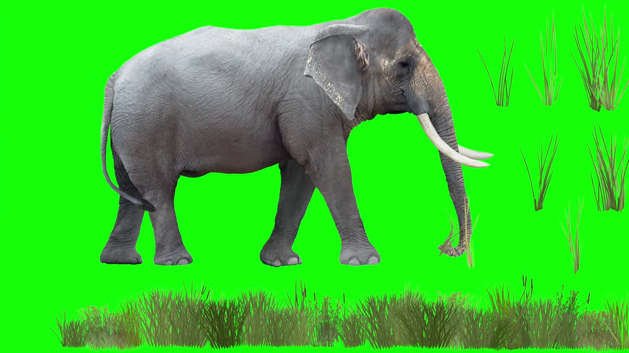 아시아 코끼리 목초지