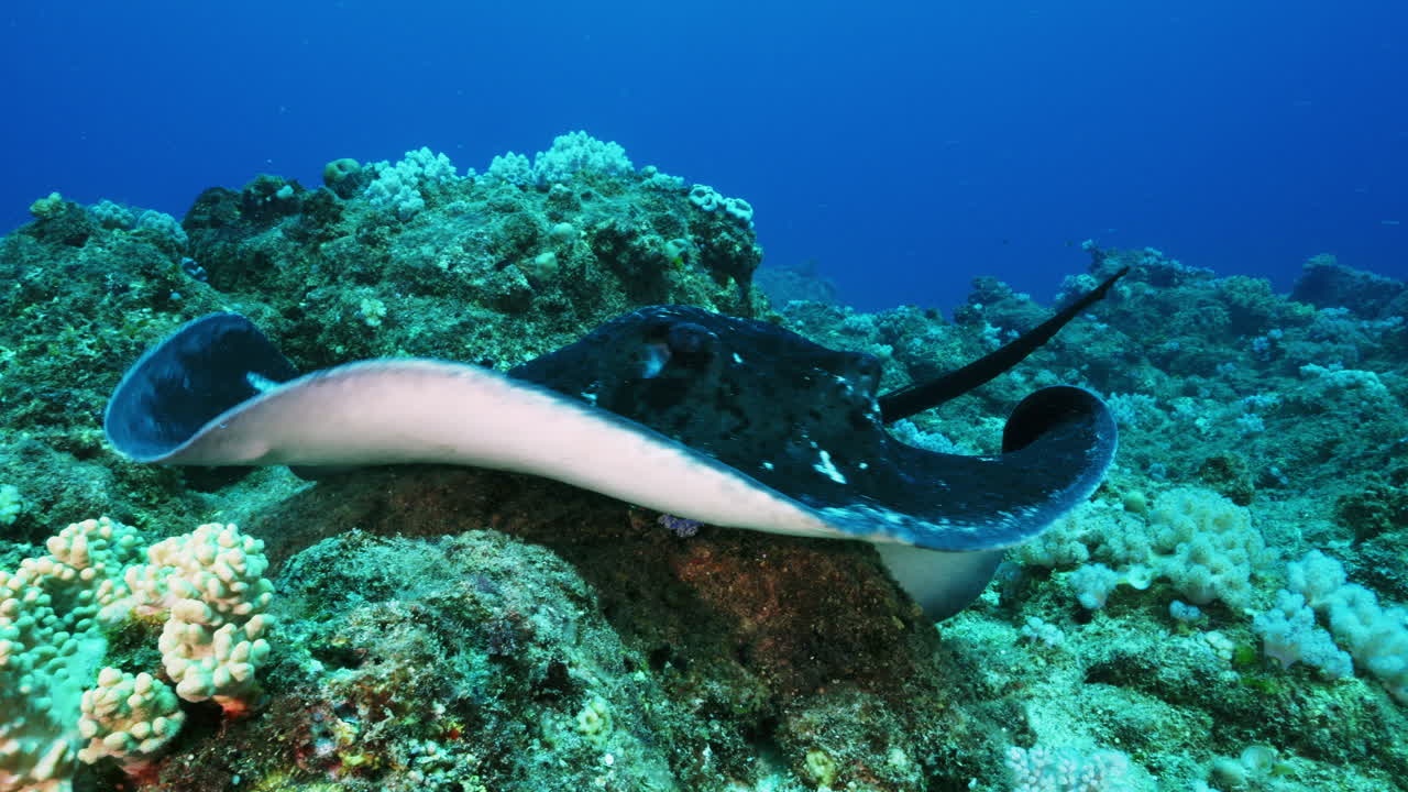 웅장한 둥근 리본테일 레이가 카메라를 향해 부드럽게 회전하고 화산 바닥에서 헤엄쳐 나갑니다.