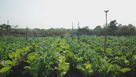 Corn and Taro Farm with Sprinkler System