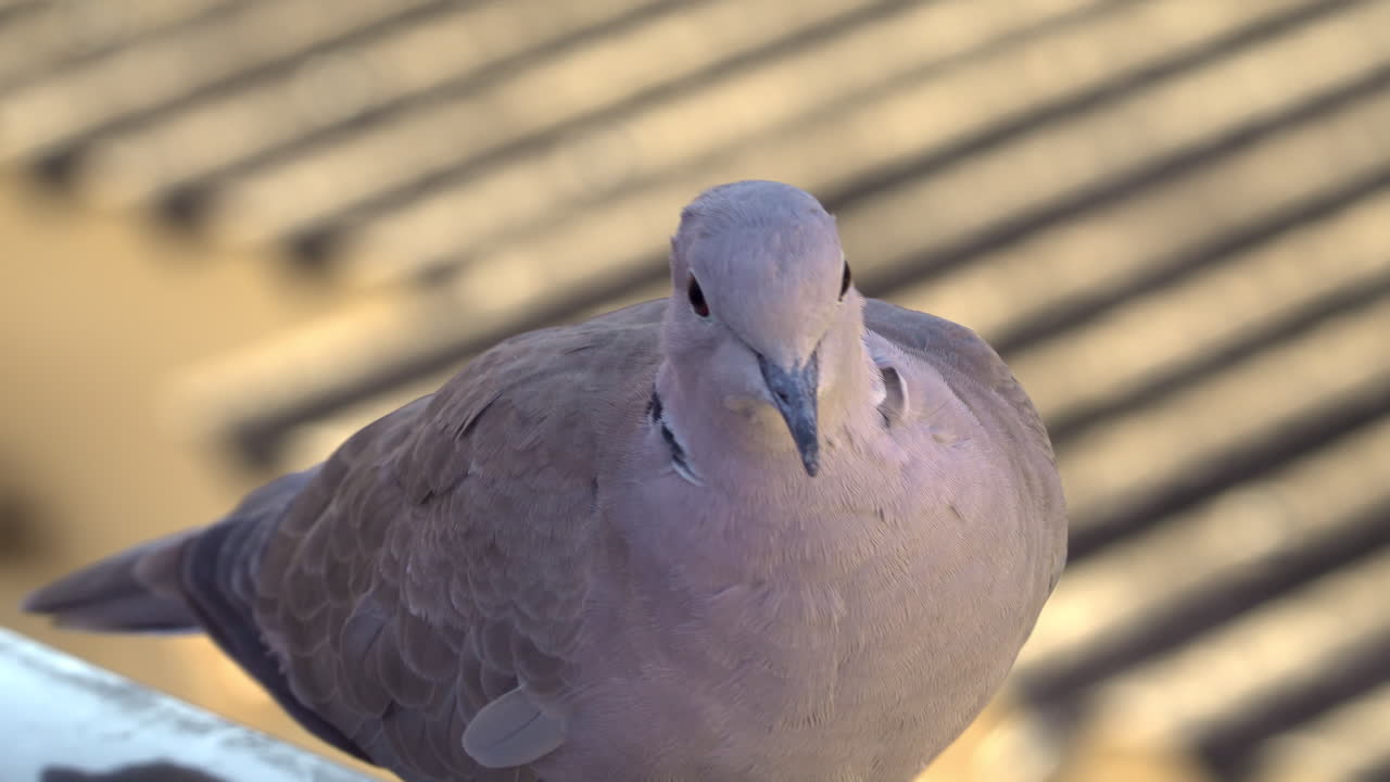 Close up of a collared dove moving on a railing near a roof