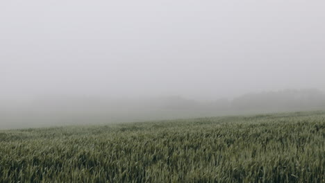 windy and foggy field in normandy in slow motion