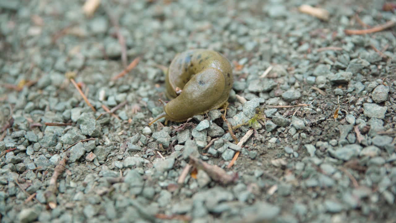Banana slug slowly moving on gravel