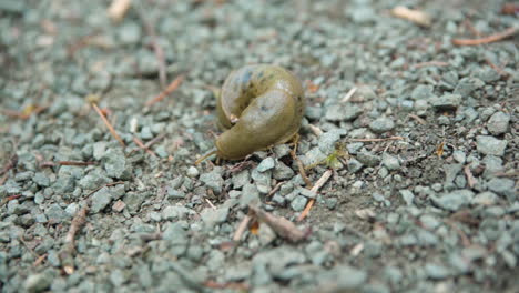 Banana-slug-slowly-moving-on-gravel