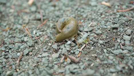 banana slug slowly moving on gravel