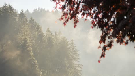 Forest-in-Summer-during-Golden-Hour-with-Sunbeams-and-misty-Atmosphere