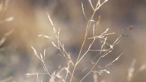 Nahaufnahme-Von-Spitzen-Des-Langen-Braunen-Grases-Und-Seiner-Blumen,-Naturaufnahme