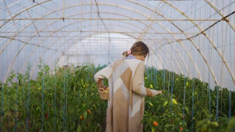 Woman-harvesting-peppers-at-greenhouse,-walking-with-basket,-rear-view